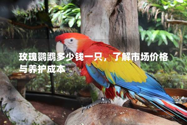 玫瑰鹦鹉多少钱一只，了解市场价格与养护成本