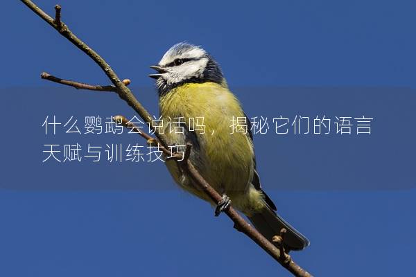 什么鹦鹉会说话吗，揭秘它们的语言天赋与训练技巧