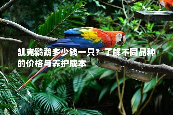 凯克鹦鹉多少钱一只？了解不同品种的价格与养护成本