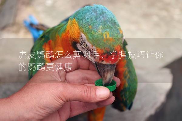 虎皮鹦鹉怎么剪羽毛，掌握技巧让你的鹦鹉更健康