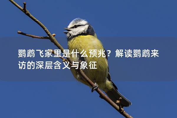 鹦鹉飞家里是什么预兆？解读鹦鹉来访的深层含义与象征