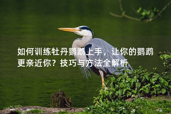 如何训练牡丹鹦鹉上手，让你的鹦鹉更亲近你？技巧与方法全解析