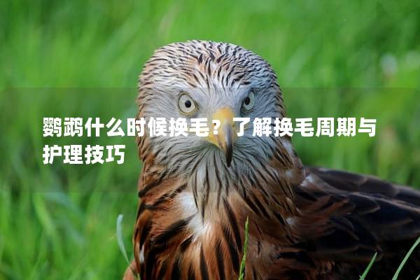 鹦鹉什么时候换毛？了解换毛周期与护理技巧
