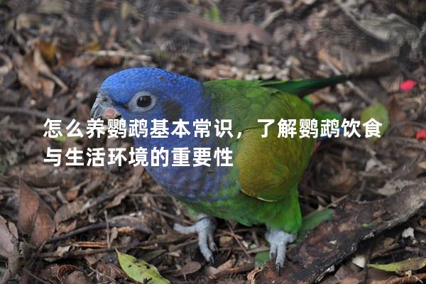怎么养鹦鹉基本常识，了解鹦鹉饮食与生活环境的重要性