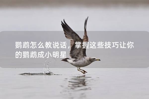鹦鹉怎么教说话，掌握这些技巧让你的鹦鹉成小明星