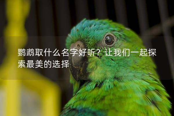 鹦鹉取什么名字好听？让我们一起探索最美的选择