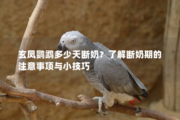 玄凤鹦鹉多少天断奶？了解断奶期的注意事项与小技巧
