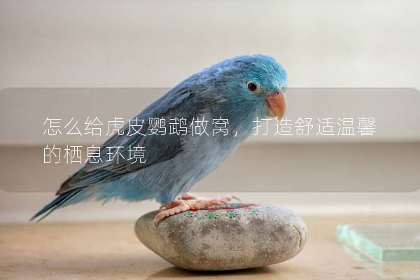怎么给虎皮鹦鹉做窝，打造舒适温馨的栖息环境