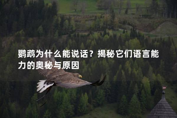 鹦鹉为什么能说话？揭秘它们语言能力的奥秘与原因