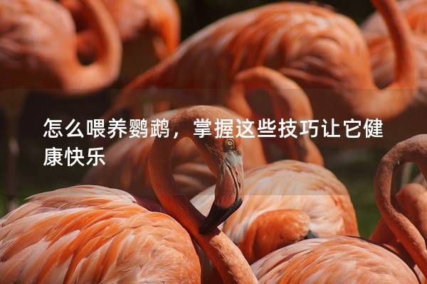怎么喂养鹦鹉，掌握这些技巧让它健康快乐