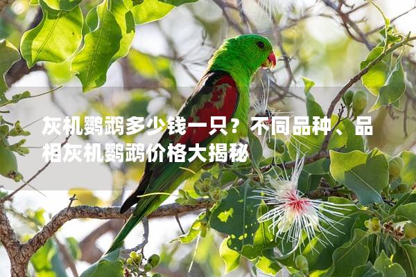 灰机鹦鹉多少钱一只？不同品种、品相灰机鹦鹉价格大揭秘