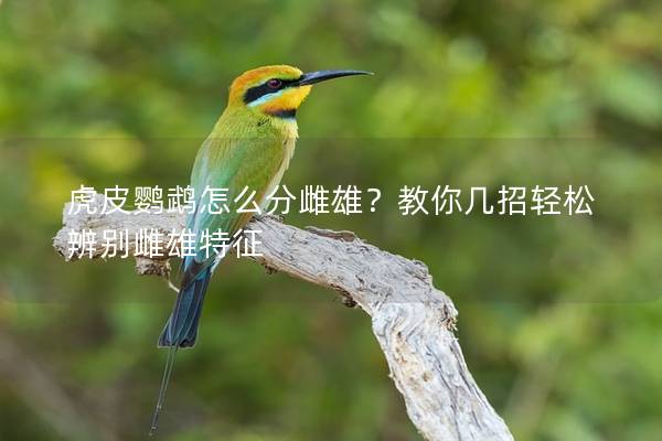 虎皮鹦鹉怎么分雌雄？教你几招轻松辨别雌雄特征