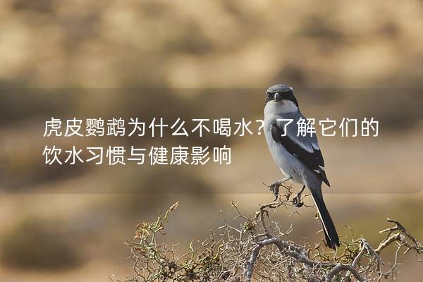 虎皮鹦鹉为什么不喝水？了解它们的饮水习惯与健康影响
