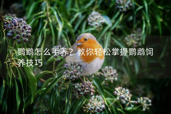 鹦鹉怎么手养？教你轻松掌握鹦鹉饲养技巧
