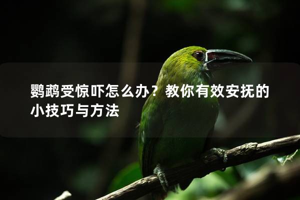 鹦鹉受惊吓怎么办？教你有效安抚的小技巧与方法