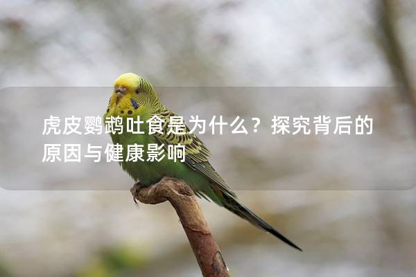 虎皮鹦鹉吐食是为什么？探究背后的原因与健康影响
