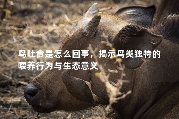 鸟吐食是怎么回事，揭示鸟类独特的喂养行为与生态意义
