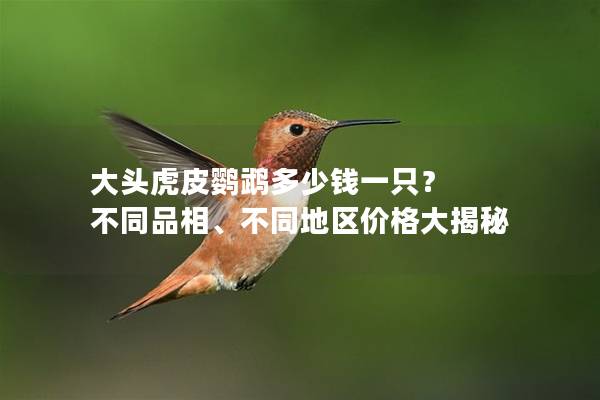大头虎皮鹦鹉多少钱一只？ 不同品相、不同地区价格大揭秘