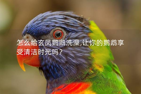 怎么给玄凤鹦鹉洗澡,让你的鹦鹉享受清洁时光吗？