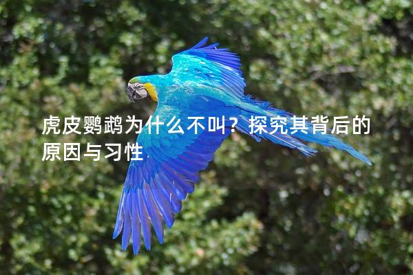 虎皮鹦鹉为什么不叫？探究其背后的原因与习性