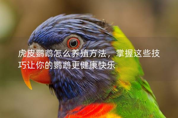 虎皮鹦鹉怎么养殖方法，掌握这些技巧让你的鹦鹉更健康快乐