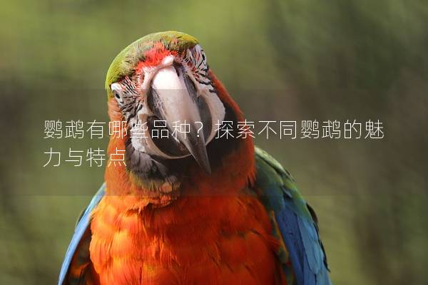 鹦鹉有哪些品种？探索不同鹦鹉的魅力与特点