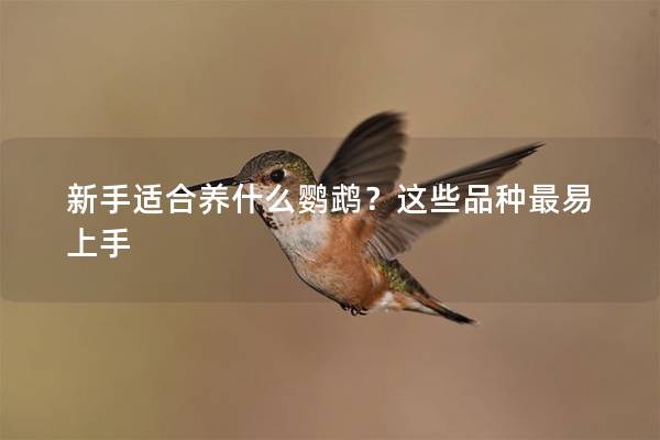新手适合养什么鹦鹉？这些品种最易上手