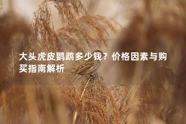 大头虎皮鹦鹉多少钱？价格因素与购买指南解析
