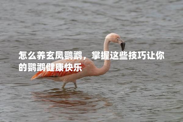 怎么养玄凤鹦鹉，掌握这些技巧让你的鹦鹉健康快乐