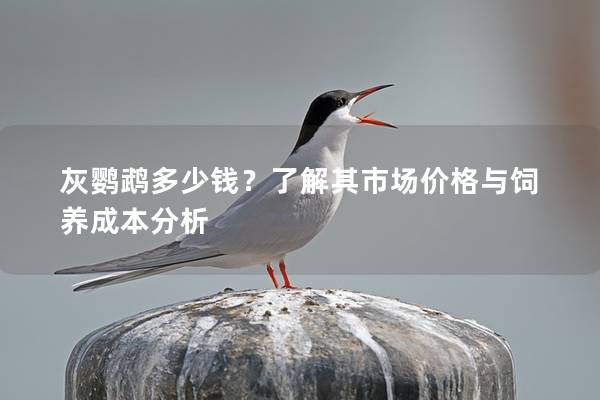 灰鹦鹉多少钱？了解其市场价格与饲养成本分析