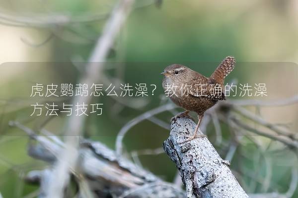 虎皮鹦鹉怎么洗澡？教你正确的洗澡方法与技巧