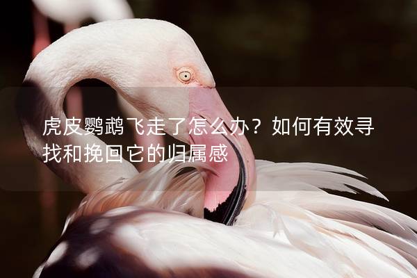 虎皮鹦鹉飞走了怎么办？如何有效寻找和挽回它的归属感