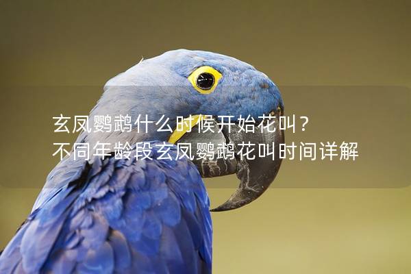 玄凤鹦鹉什么时候开始花叫？ 不同年龄段玄凤鹦鹉花叫时间详解