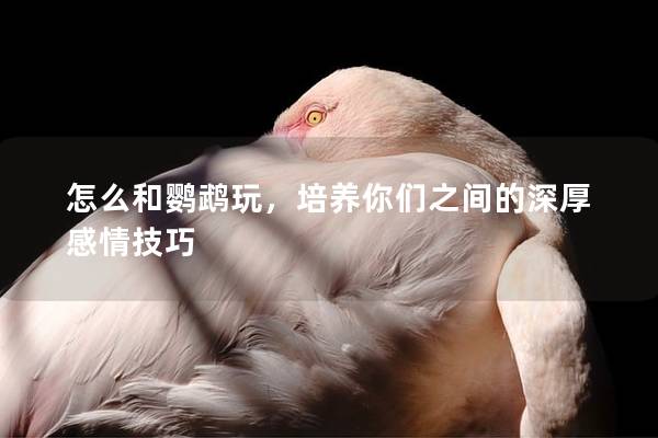 怎么和鹦鹉玩，培养你们之间的深厚感情技巧