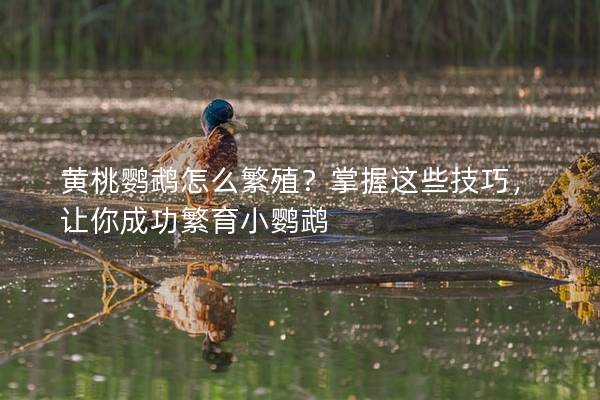 黄桃鹦鹉怎么繁殖？掌握这些技巧，让你成功繁育小鹦鹉