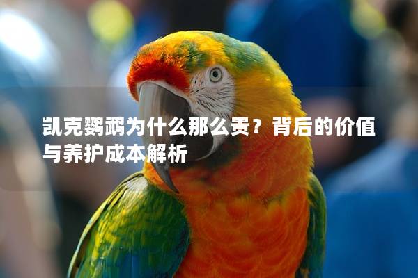 凯克鹦鹉为什么那么贵？背后的价值与养护成本解析