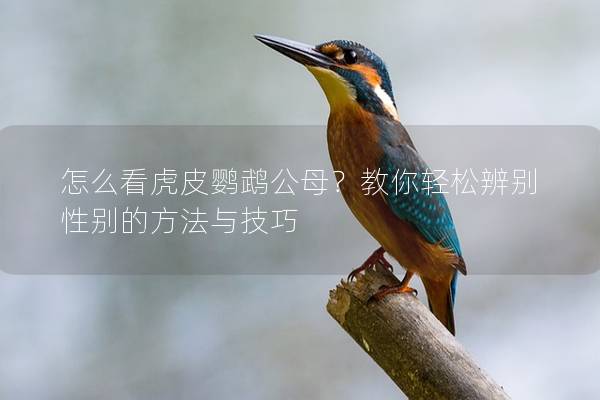 怎么看虎皮鹦鹉公母？教你轻松辨别性别的方法与技巧