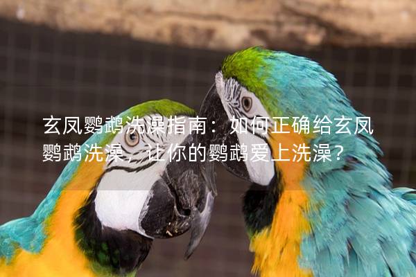 玄凤鹦鹉洗澡指南：如何正确给玄凤鹦鹉洗澡，让你的鹦鹉爱上洗澡？