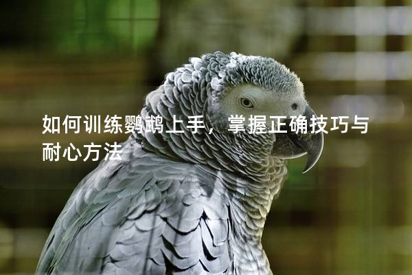 如何训练鹦鹉上手，掌握正确技巧与耐心方法