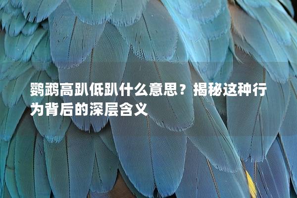 鹦鹉高趴低趴什么意思？揭秘这种行为背后的深层含义