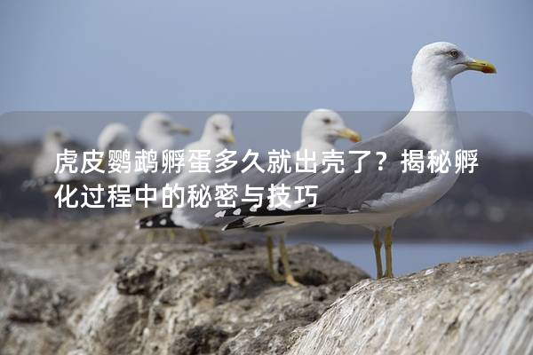 虎皮鹦鹉孵蛋多久就出壳了？揭秘孵化过程中的秘密与技巧