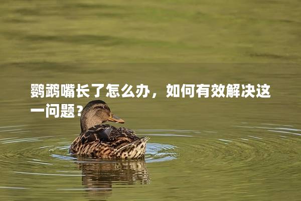 鹦鹉嘴长了怎么办，如何有效解决这一问题？