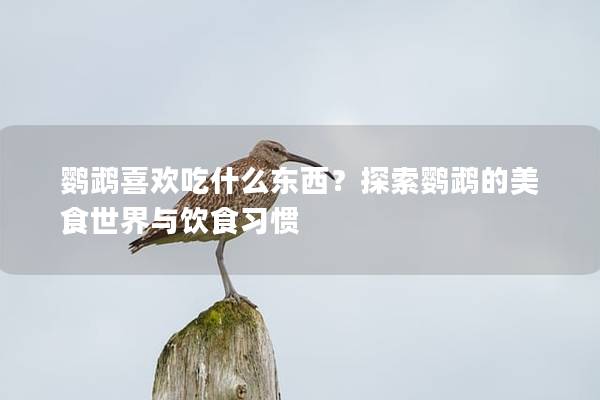 鹦鹉喜欢吃什么东西？探索鹦鹉的美食世界与饮食习惯