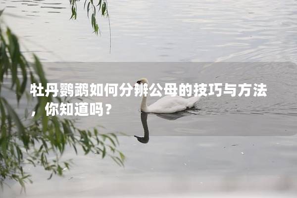 牡丹鹦鹉如何分辨公母的技巧与方法，你知道吗？
