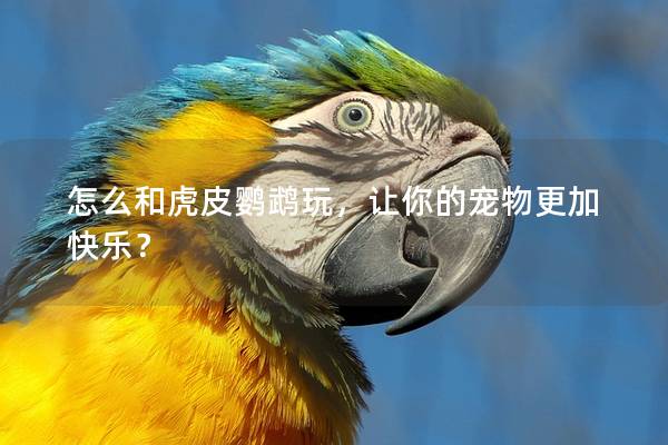 怎么和虎皮鹦鹉玩，让你的宠物更加快乐？