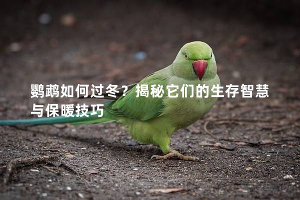 鹦鹉如何过冬？揭秘它们的生存智慧与保暖技巧