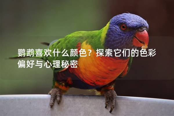 鹦鹉喜欢什么颜色？探索它们的色彩偏好与心理秘密