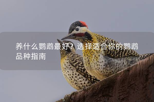 养什么鹦鹉最好？选择适合你的鹦鹉品种指南