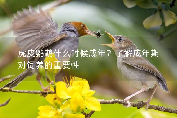 虎皮鹦鹉什么时候成年？了解成年期对饲养的重要性
