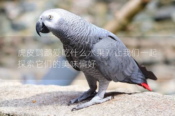 虎皮鹦鹉爱吃什么水果？让我们一起探索它们的美味偏好